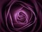 Close-up of purple rose, full frame Poster Print by Assaf Frank - Item # VARPDXAF20080623002C01